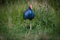 Yalukit Willam Nature Reserve (Rafael Alton ©)