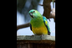 Yalukit Willam Nature Reserve (Peter Nyga ©)