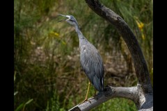 Yalukit Willam Nature Reserve (Robert Fairweather ©)