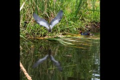 Yalukit Willam Nature Reserve (Jim Weatherill ©)