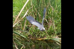 Yalukit Willam Nature Reserve (Jim Weatherill ©)