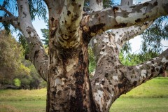 Yalukit Willam Nature Reserve (Rafael Alton ©)