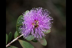 Yalukit Willam Nature Reserve (Peter Nyga ©)