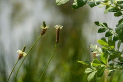 Yalukit Willam Nature Reserve (Mayya Simonova ©)