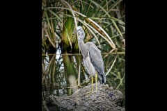 Yalukit Willam Nature Reserve (Jim O'Donnell ©)