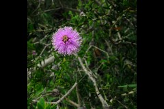 Yalukit Willam Nature Reserve (Bob Clothier ©)