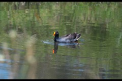 Yalukit Willam Nature Reserve (Rafael Alton ©)