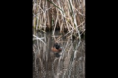 Yalukit Willam Nature Reserve (Norman Blaikie ©)