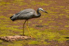 Yalukit Willam Nature Reserve (Mayya Simonova ©)