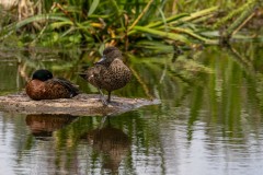 Yalukit Willam Nature Reserve (Robert Fairweather ©)