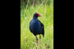 Yalukit Willam Nature Reserve (Norman Blaikie ©)