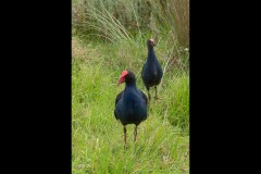 Yalukit Willam Nature Reserve (Jim Weatherill ©)