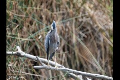 Yalukit Willam Nature Reserve (Tuck Leong ©)