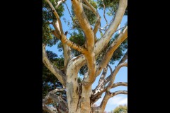 Yalukit Willam Nature Reserve (Jim Weatherill ©)