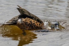 Yalukit Willam Nature Reserve (Robert Fairweather ©)