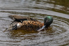 Yalukit Willam Nature Reserve (Robert Fairweather ©)