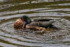 Yalukit Willam Nature Reserve (Robert Fairweather ©)