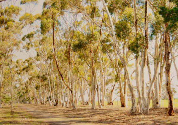 Melbourne Camera Club