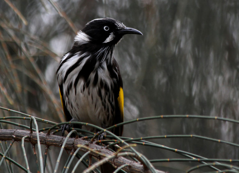 Melbourne Camera Club