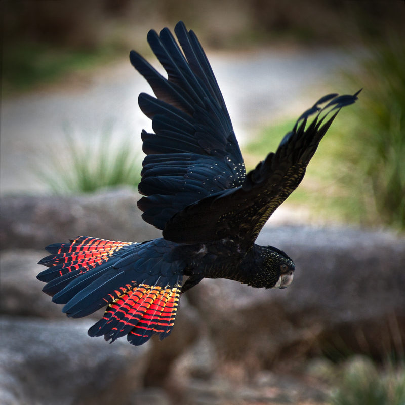 Melbourne Camera Club