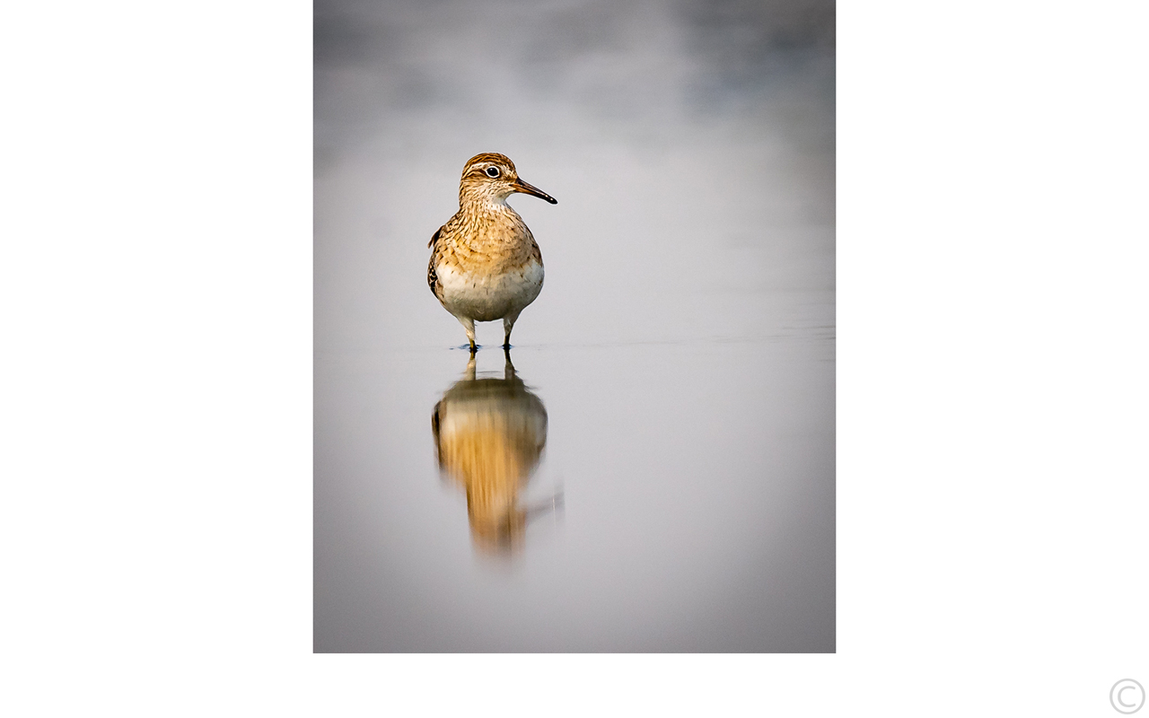 Melbourne Camera Club