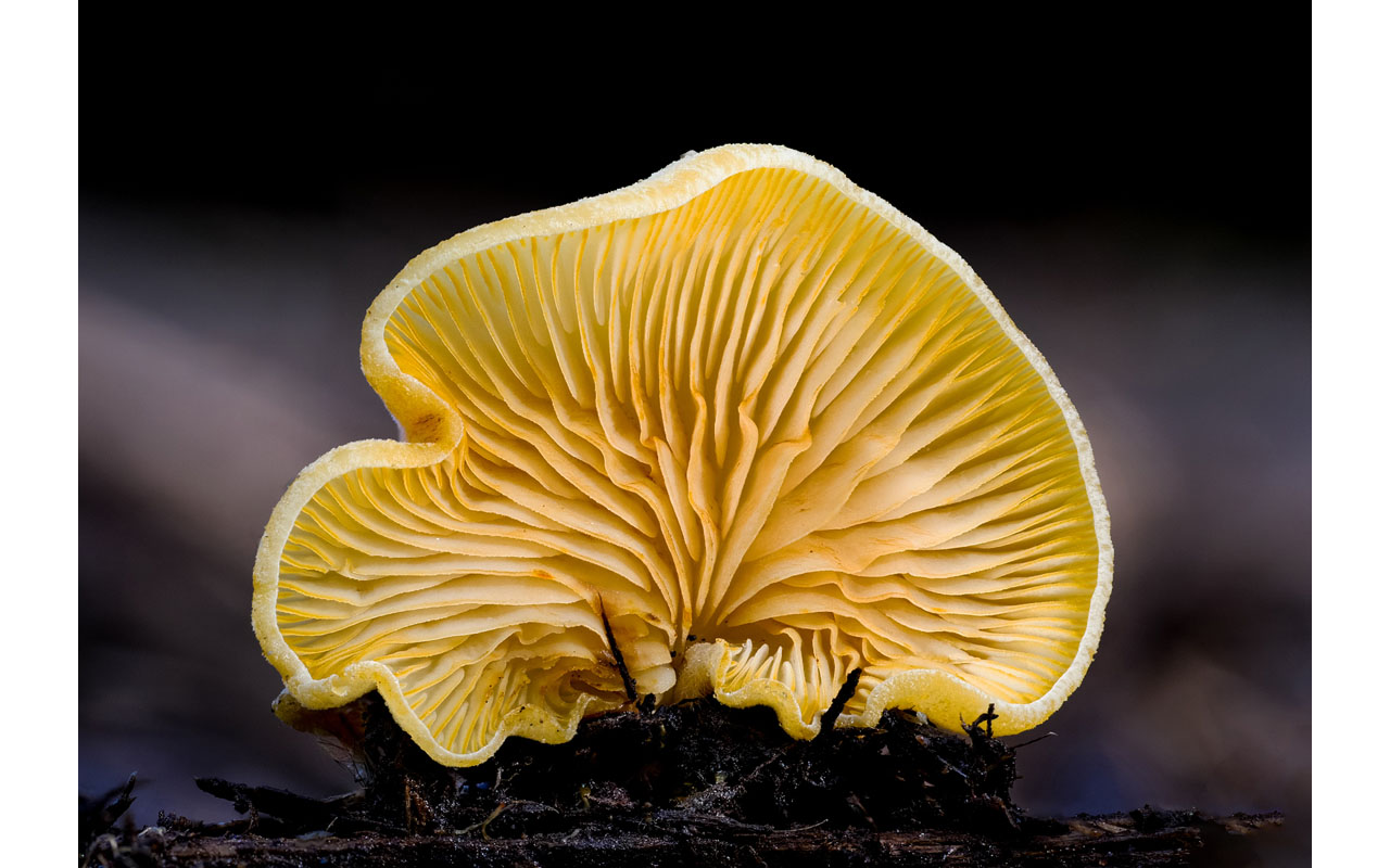Melbourne Camera Club