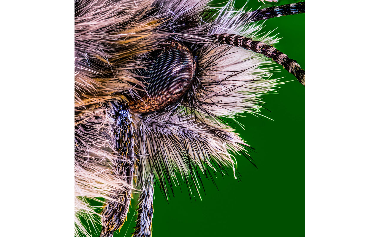 Melbourne Camera Club