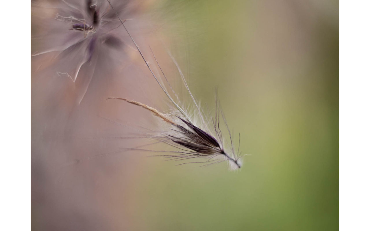 Melbourne Camera Club