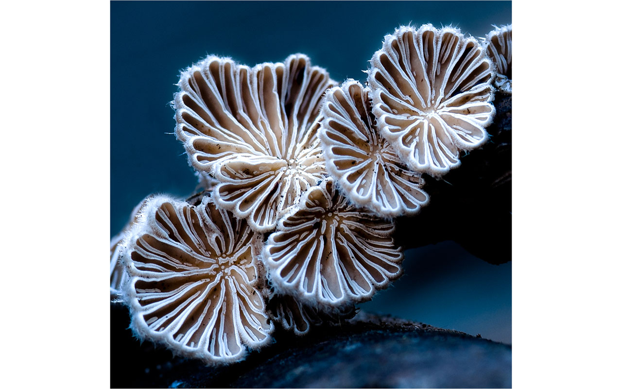 Melbourne Camera Club