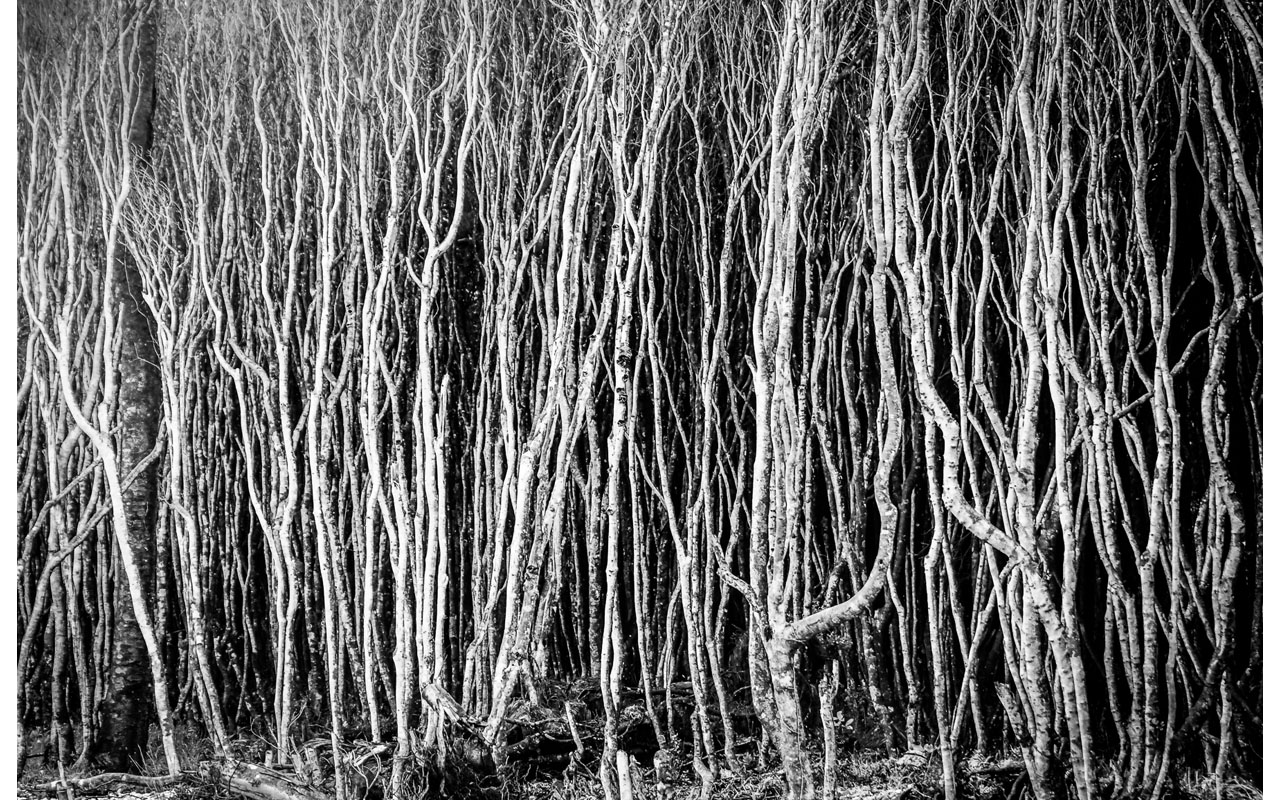 Melbourne Camera Club