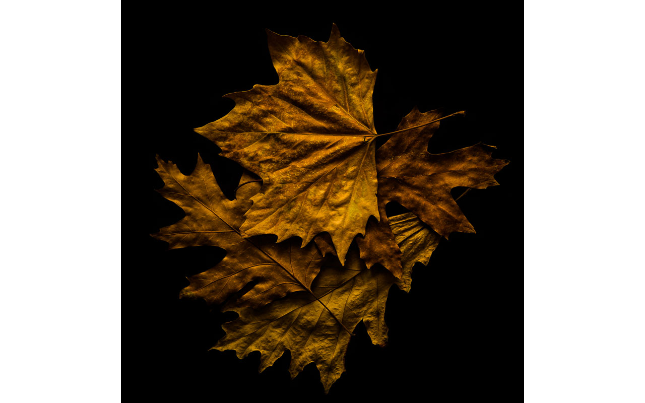 Melbourne Camera Club