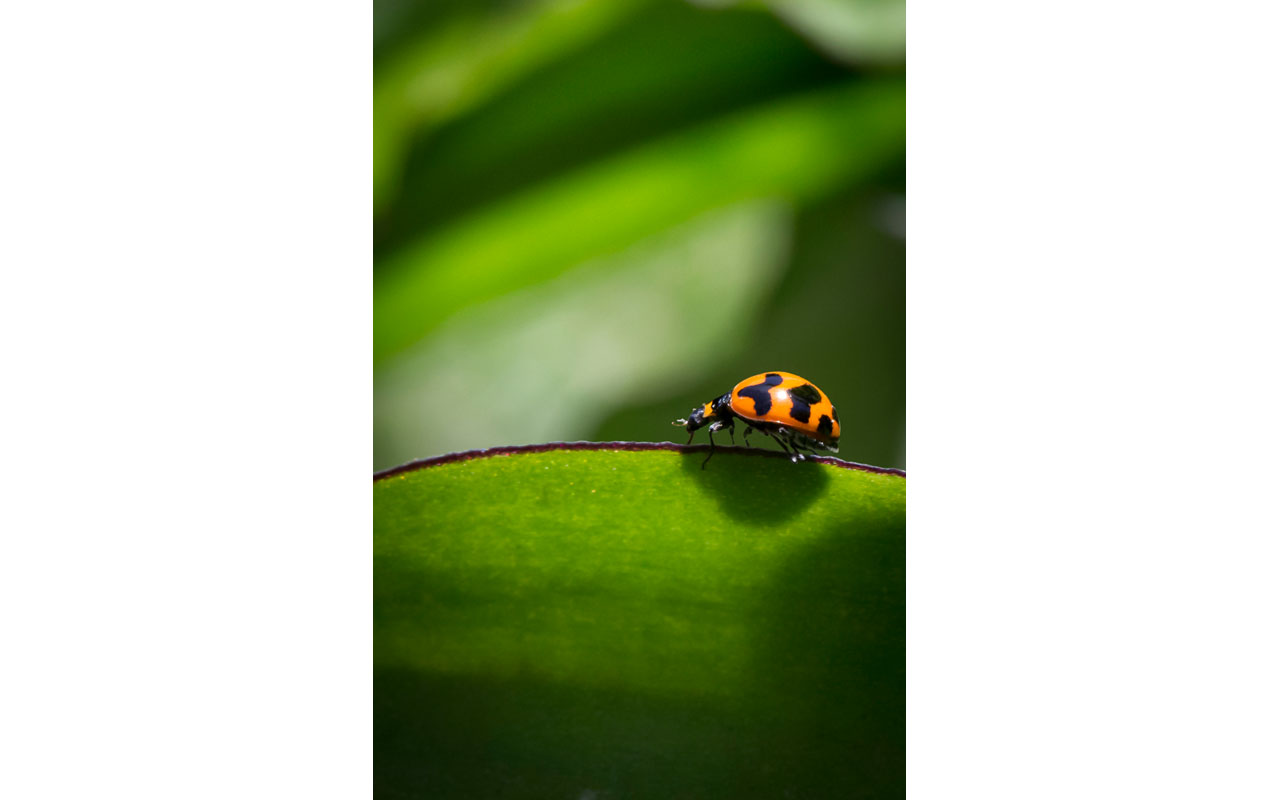 Melbourne Camera Club