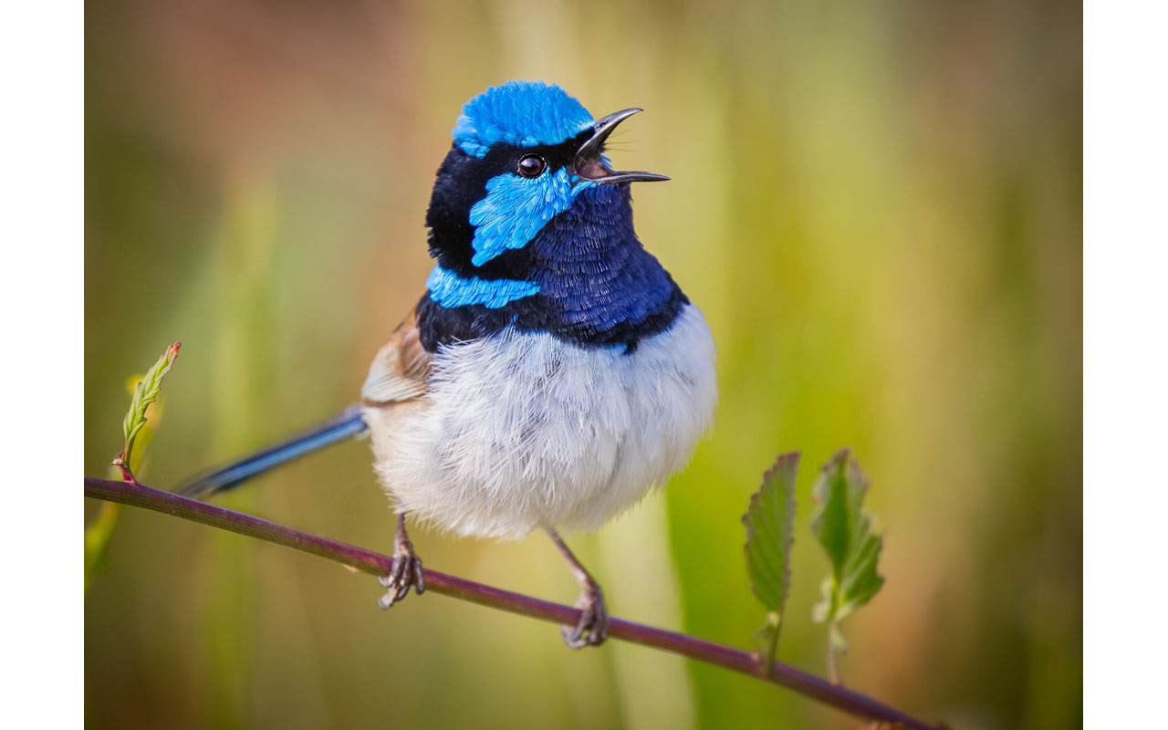 Melbourne Camera Club