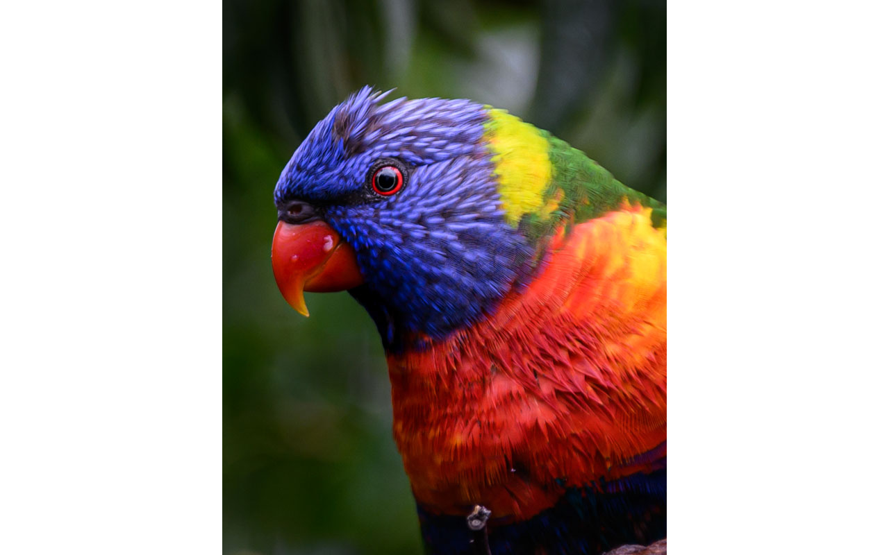 Melbourne Camera Club