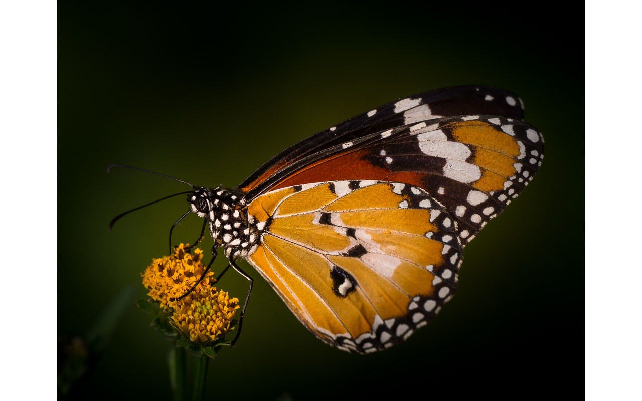 Melbourne Camera Club