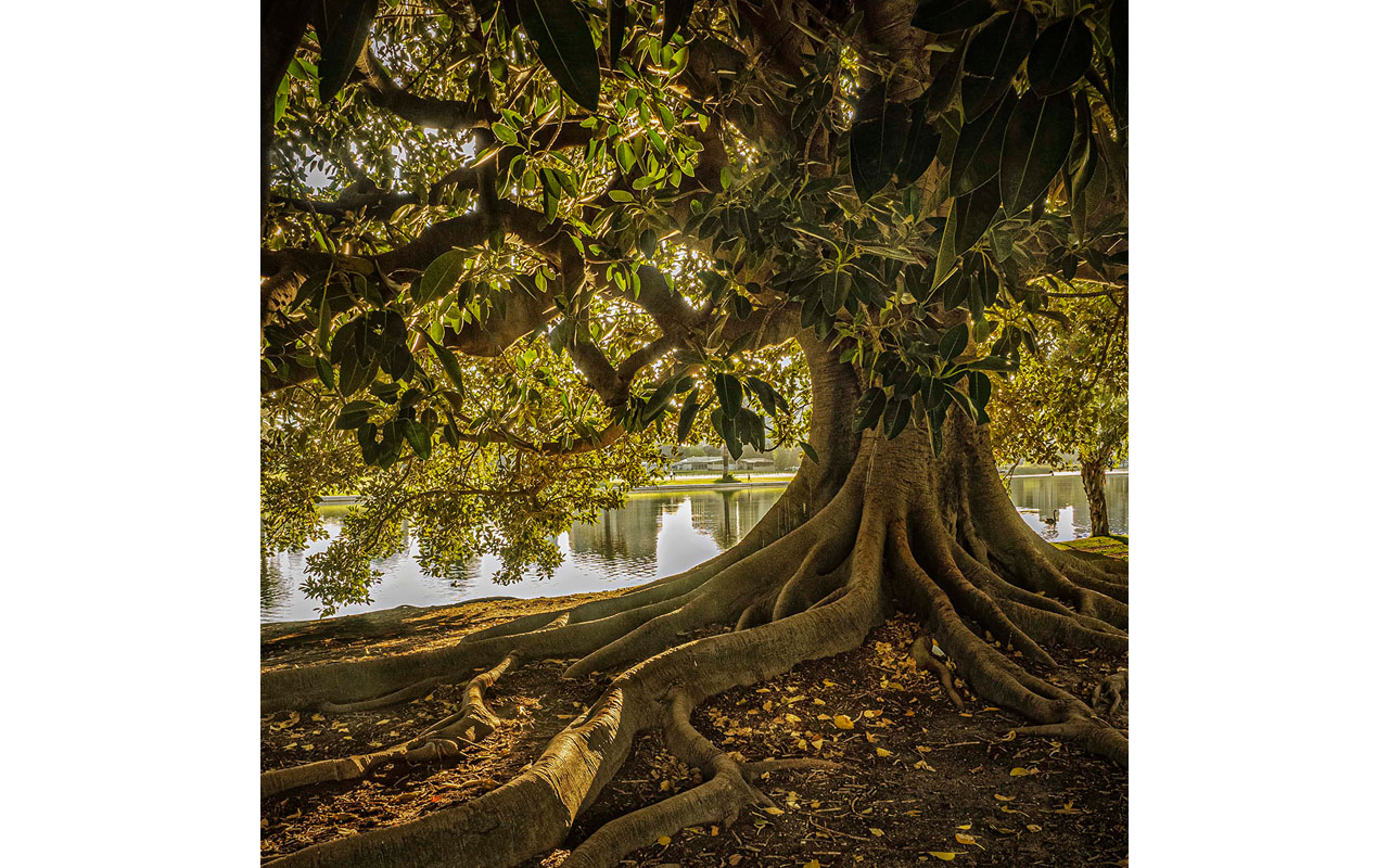 Melbourne Camera Club