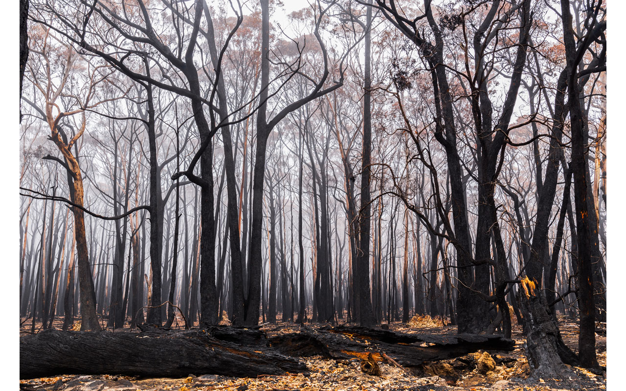 Melbourne Camera Club