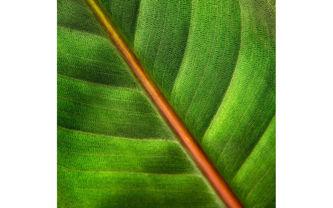 Melbourne Camera Club