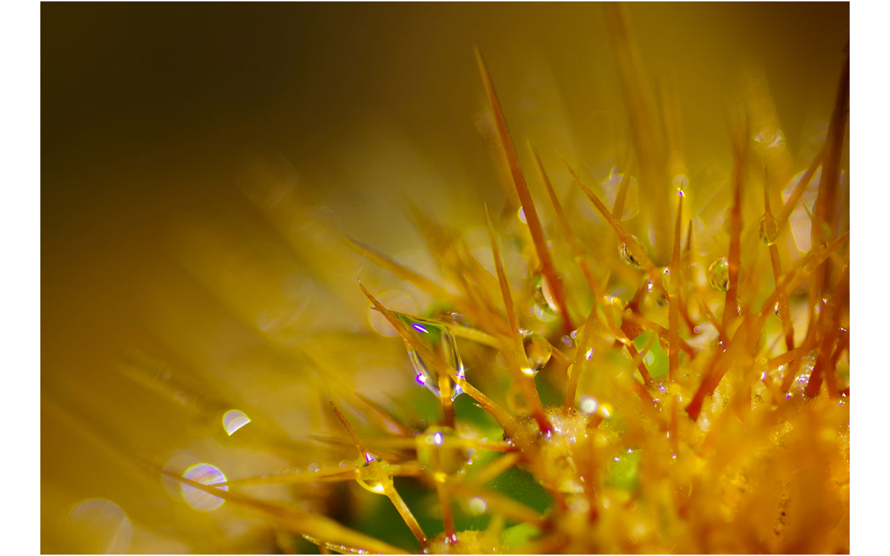 Melbourne Camera Club