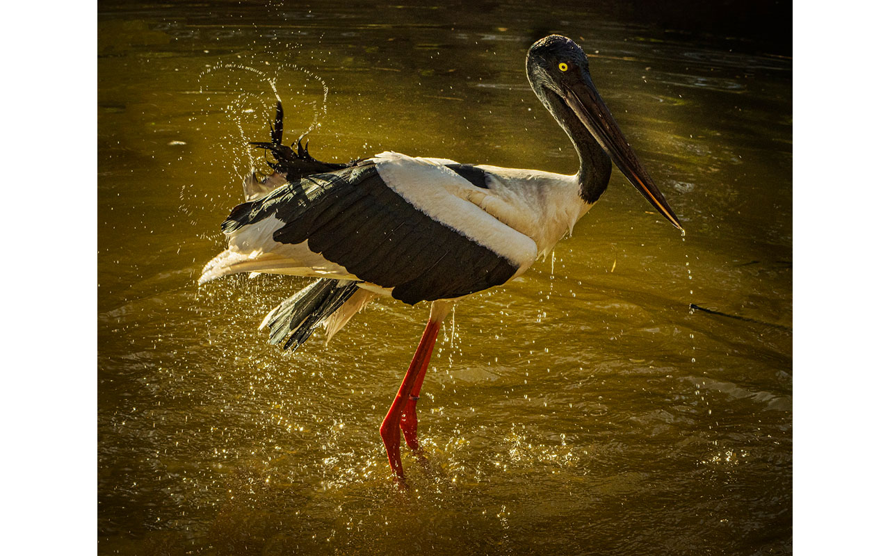 Melbourne Camera Club