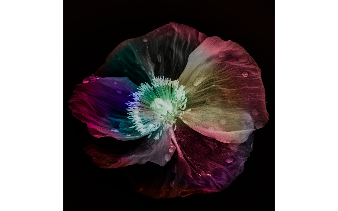 Melbourne Camera Club