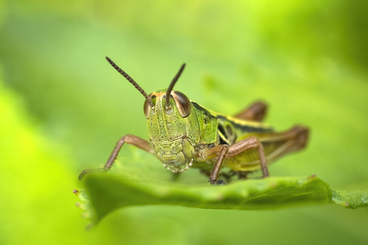 Melbourne Camera Club