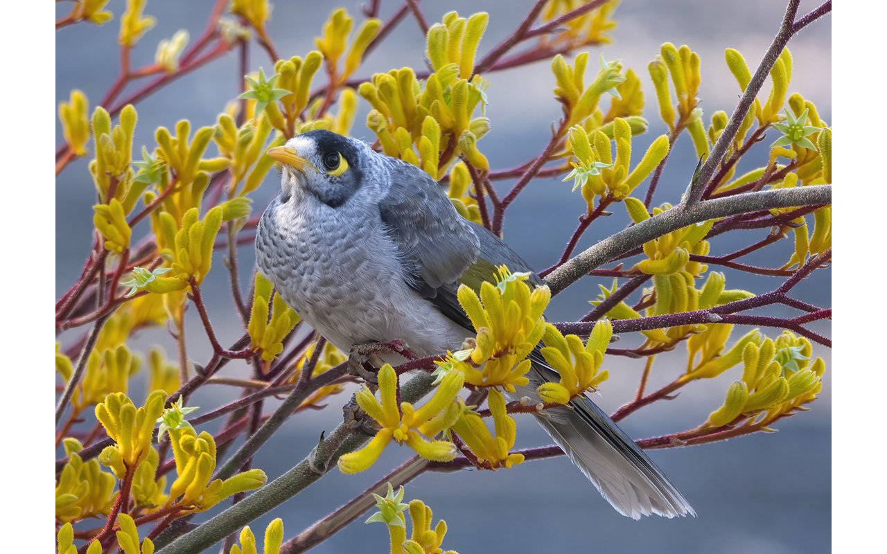 Melbourne Camera Club