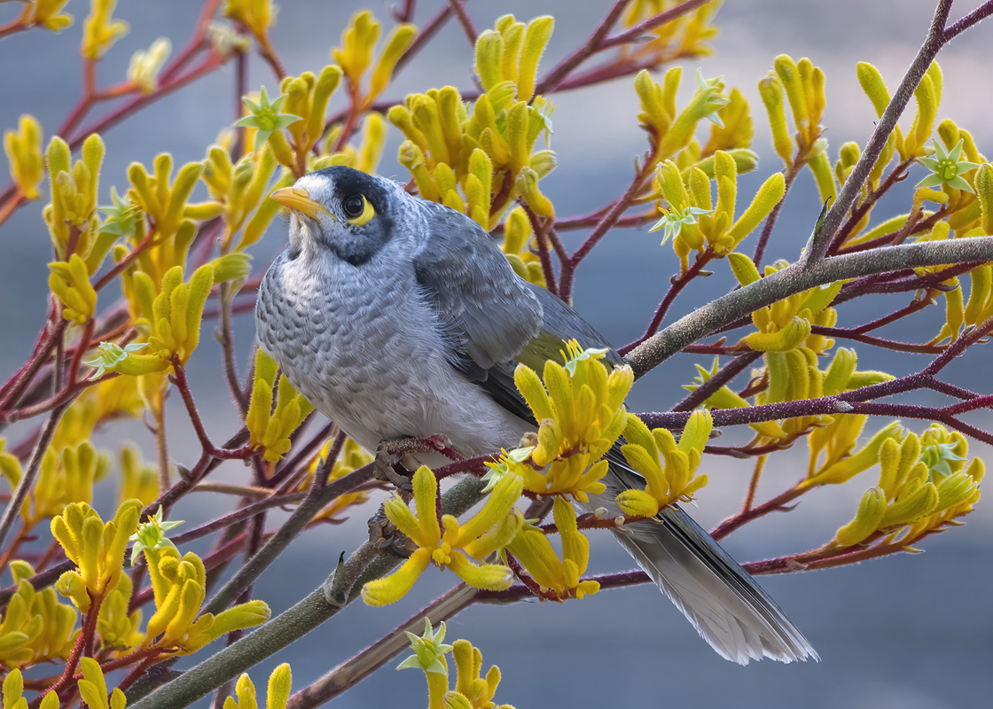 Melbourne Camera Club