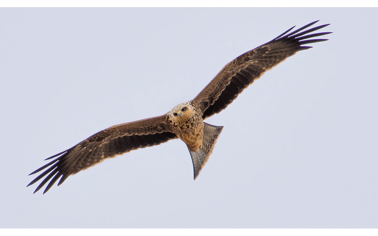 Melbourne Camera Club