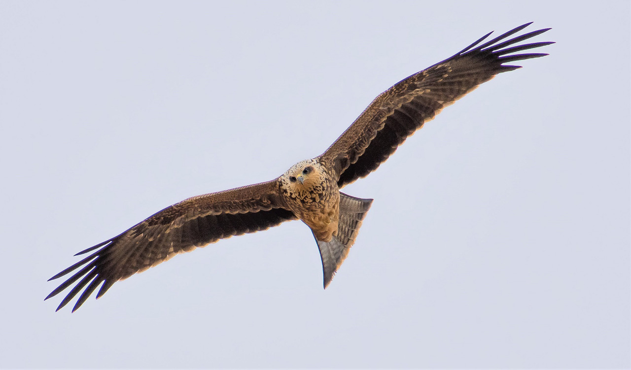 Melbourne Camera Club