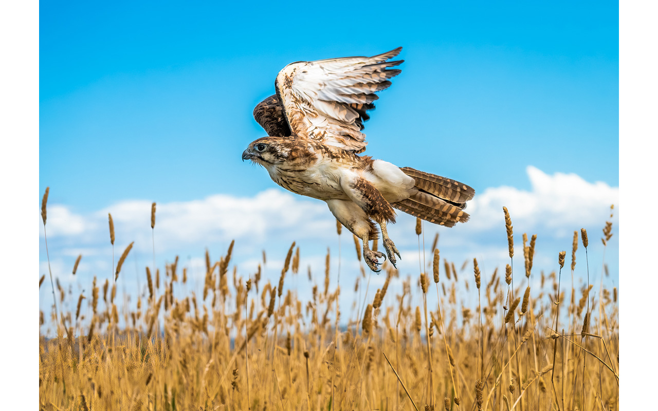 Melbourne Camera Club