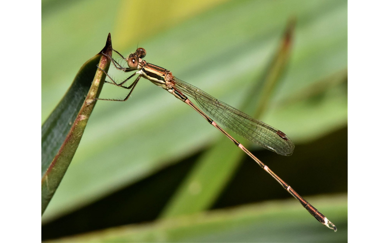Melbourne Camera Club