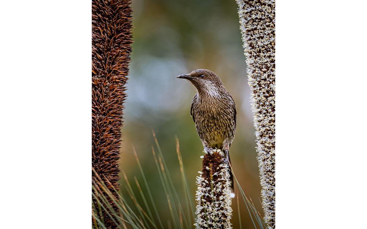 Melbourne Camera Club