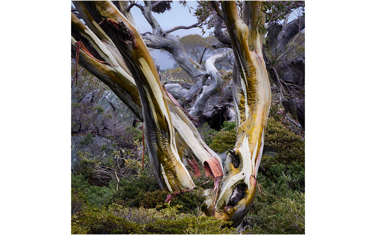 Melbourne Camera Club